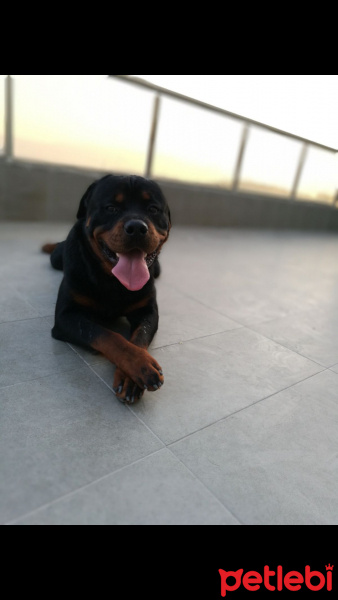 Rottweiler, Köpek  Seth fotoğrafı
