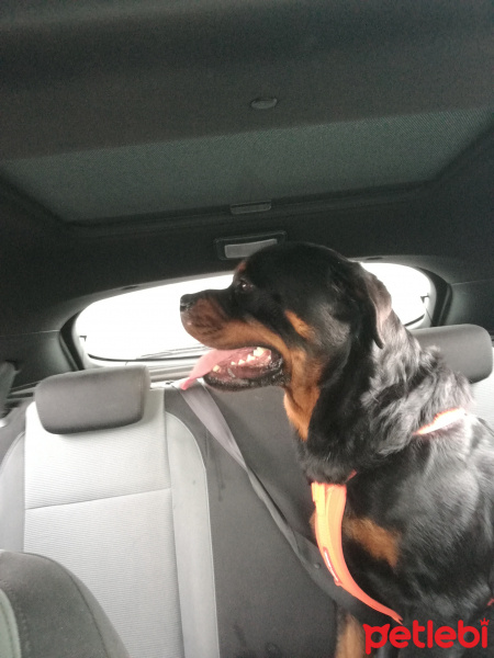 Rottweiler, Köpek  Seth fotoğrafı