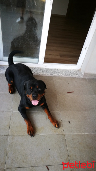 Rottweiler, Köpek  Seth fotoğrafı