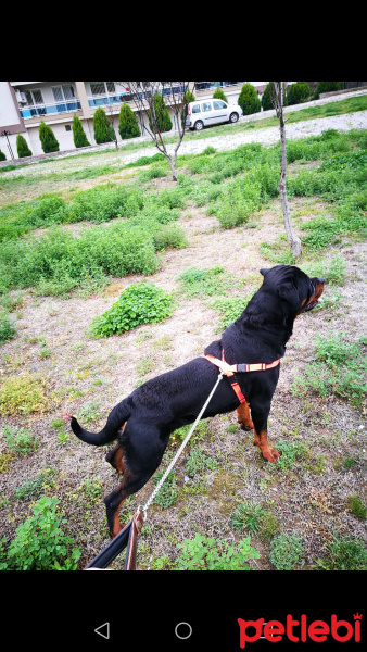 Rottweiler, Köpek  Seth fotoğrafı