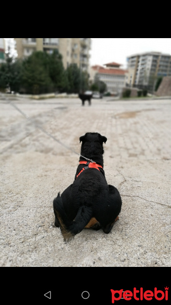 Rottweiler, Köpek  Seth fotoğrafı