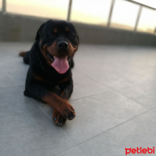 Rottweiler, Köpek  Seth fotoğrafı