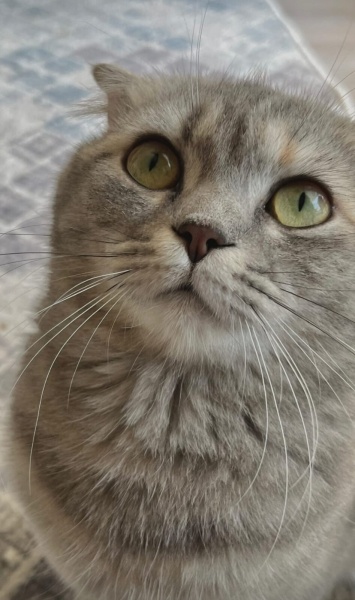Scottish Fold, Kedi  Dora fotoğrafı