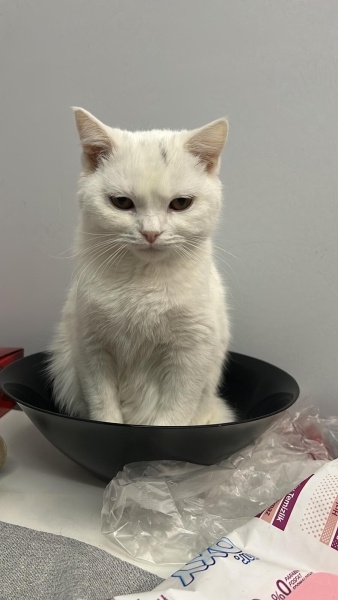 British Shorthair, Kedi  MİŞA fotoğrafı