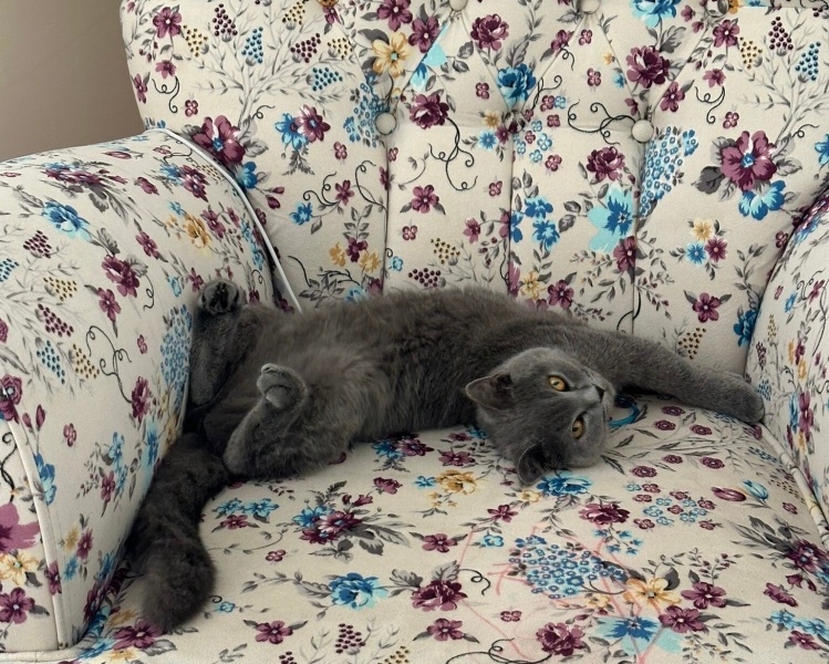 British Shorthair, Kedi  Ponçik fotoğrafı