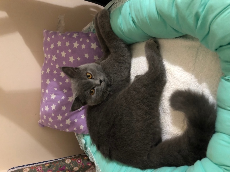 British Shorthair, Kedi  Ponçik fotoğrafı