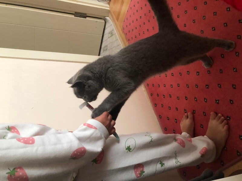 British Shorthair, Kedi  Ponçik fotoğrafı