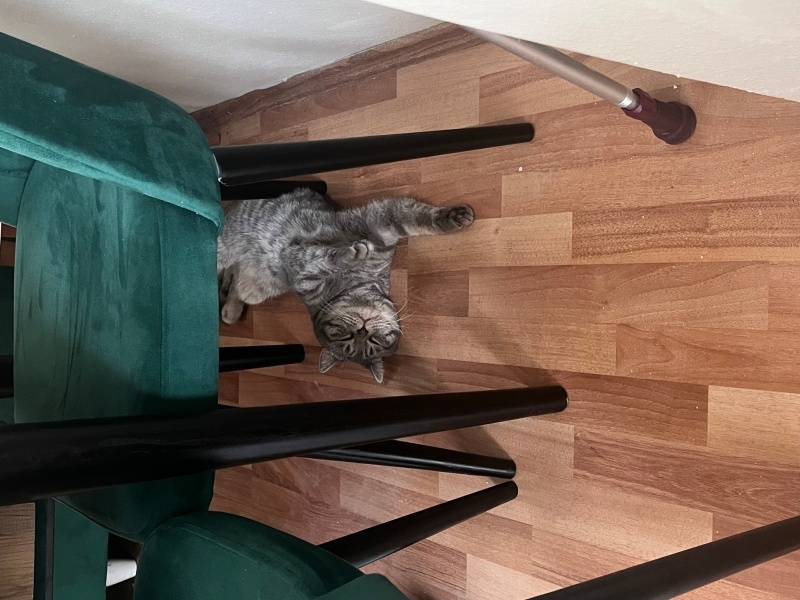 British Shorthair, Kedi  Fazıl fotoğrafı