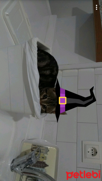 Tekir Kedi, Kedi  Efe fotoğrafı