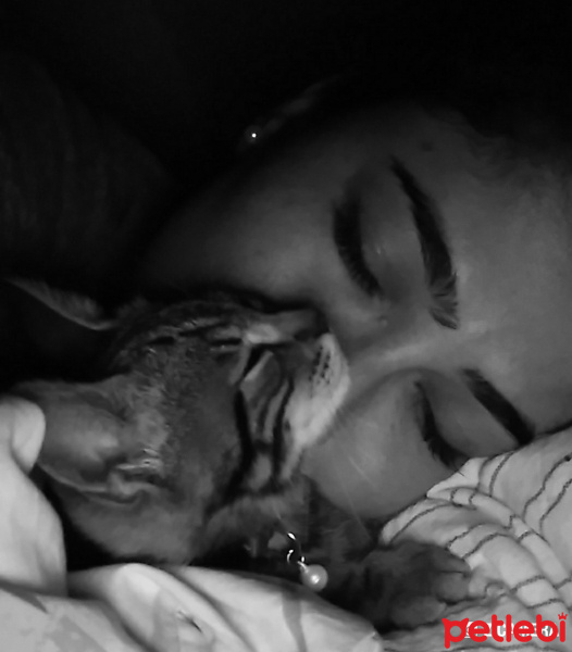 Tekir Kedi, Kedi  Efe fotoğrafı