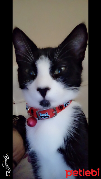Tuxedo (Smokin) Kedi, Kedi  Papyon fotoğrafı