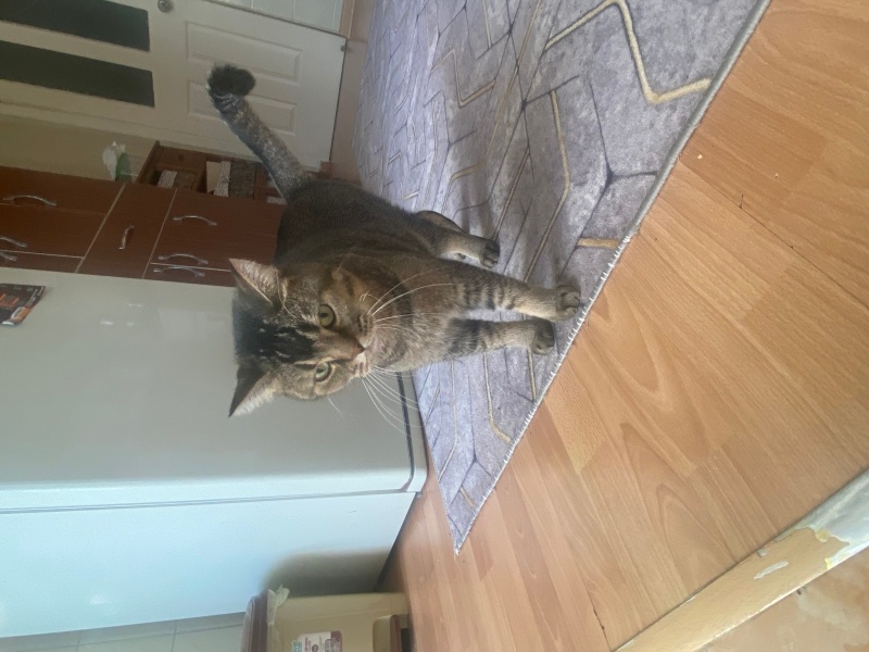 Scottish Fold, Kedi  Müdür fotoğrafı