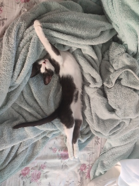 Tekir Kedi, Kedi  Simba fotoğrafı