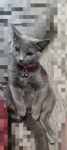 British Shorthair, Kedi  Diva fotoğrafı