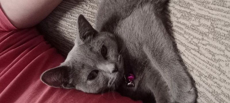 British Shorthair, Kedi  Diva fotoğrafı