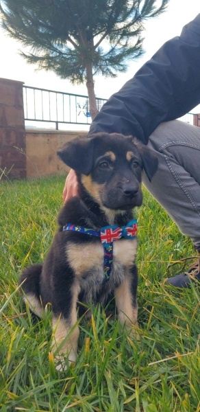 Sokö (Sokak Köpeği), Köpek  Kobe fotoğrafı