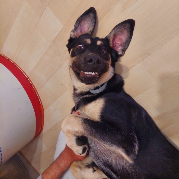 Sokö (Sokak Köpeği), Köpek  Kobe fotoğrafı