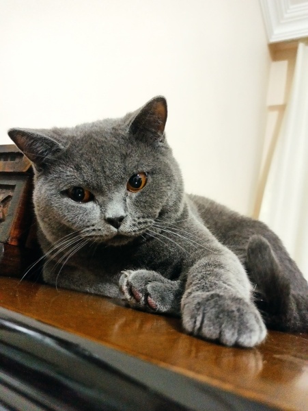 British Shorthair, Kedi  Duman fotoğrafı