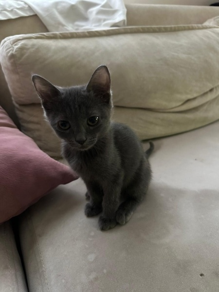 Mavi Rus, Kedi  Adi yok fotoğrafı