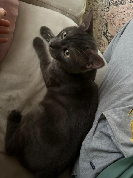 Mavi Rus, Kedi  Adi yok fotoğrafı