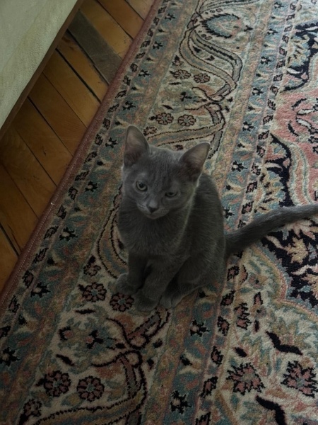 Mavi Rus, Kedi  Adi yok fotoğrafı