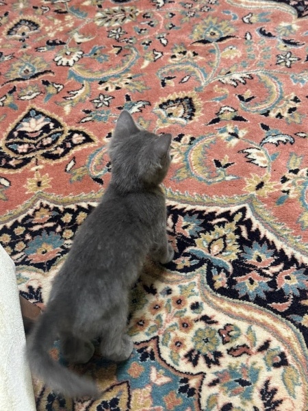 Mavi Rus, Kedi  Adi yok fotoğrafı