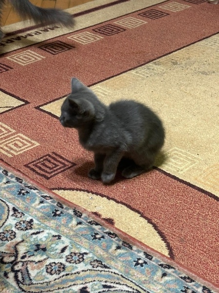 Mavi Rus, Kedi  Adi yok fotoğrafı