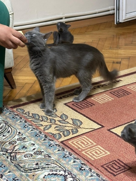 Mavi Rus, Kedi  Adi yok fotoğrafı