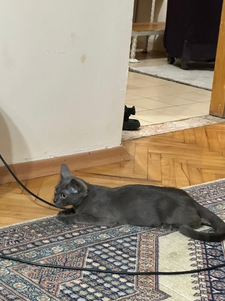 Mavi Rus, Kedi  Adi yok fotoğrafı