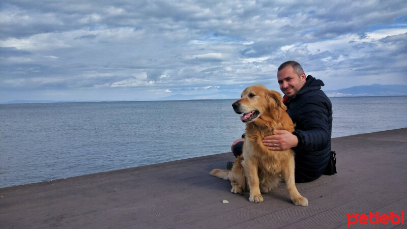 Golden Retriever, Köpek  küçük fotoğrafı