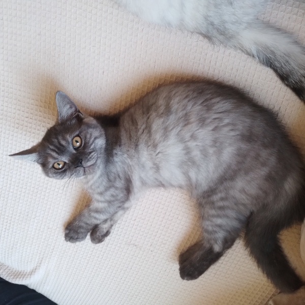 British Longhair, Kedi  British fotoğrafı