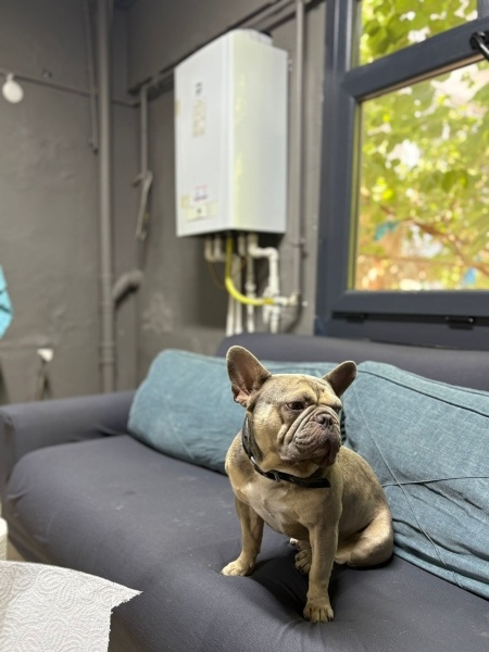 Fransız Bulldog, Köpek  Pars fotoğrafı