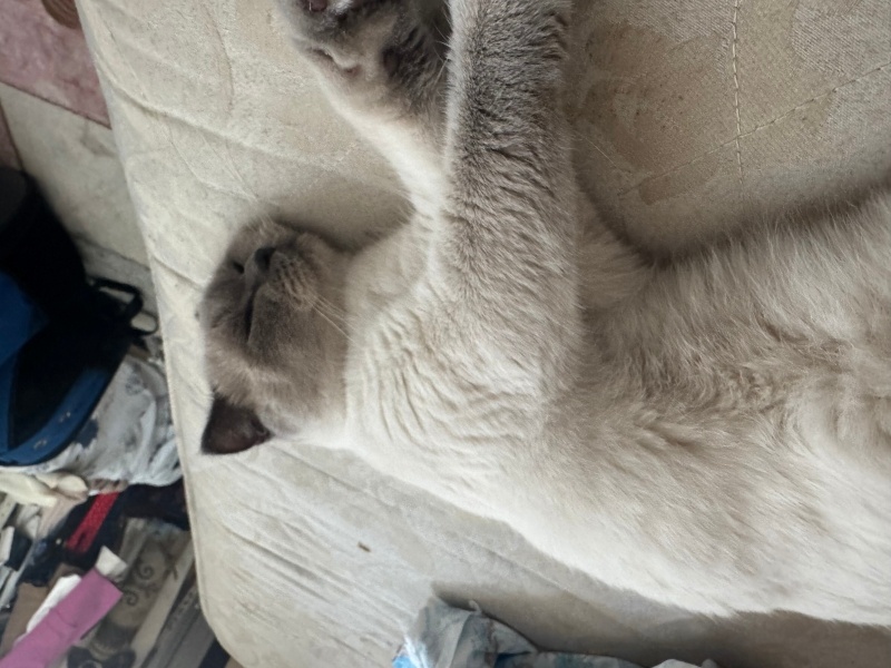 British Longhair, Kedi  Yumoş fotoğrafı