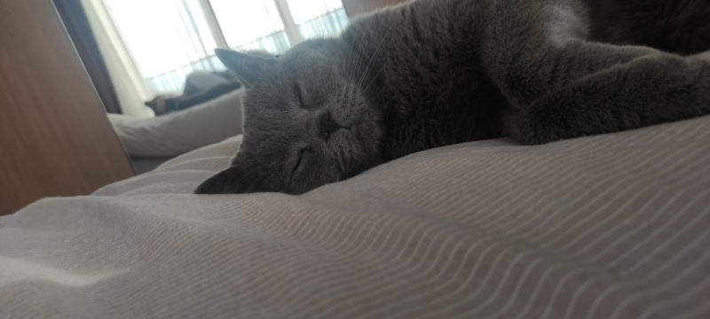 British Shorthair, Kedi  Bulut fotoğrafı