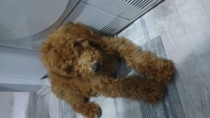 Poodle(Standart Kaniş), Köpek  Linda fotoğrafı