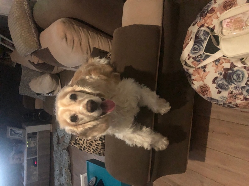 İngiliz Cocker Spaniel, Köpek  Ares fotoğrafı