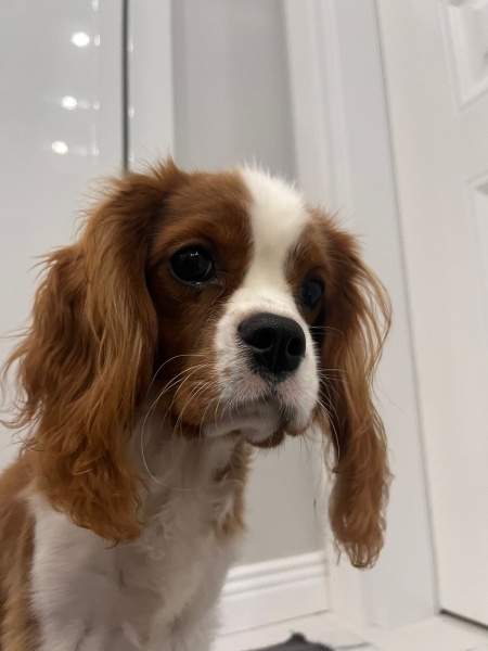 Cavalier King Charles Spanieli, Köpek  Tarçın fotoğrafı
