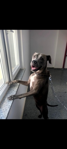Amerikan Staffordshire Terrier, Köpek  Diana fotoğrafı