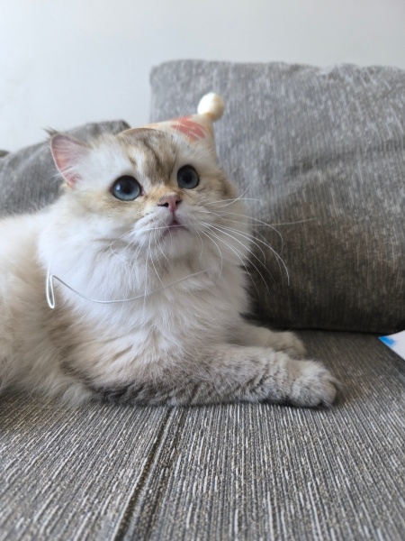 British Longhair, Kedi  Leo fotoğrafı