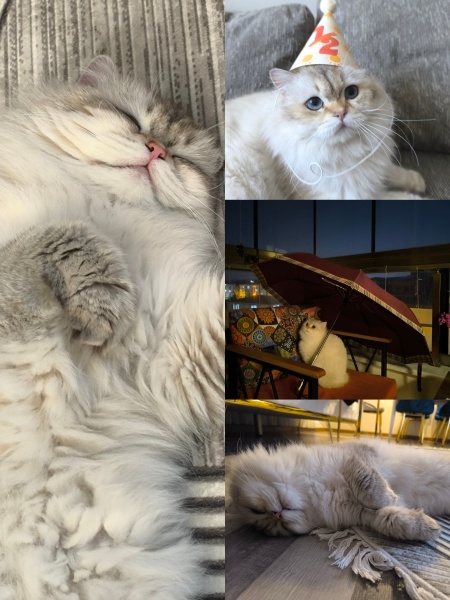 British Longhair, Kedi  Leo fotoğrafı