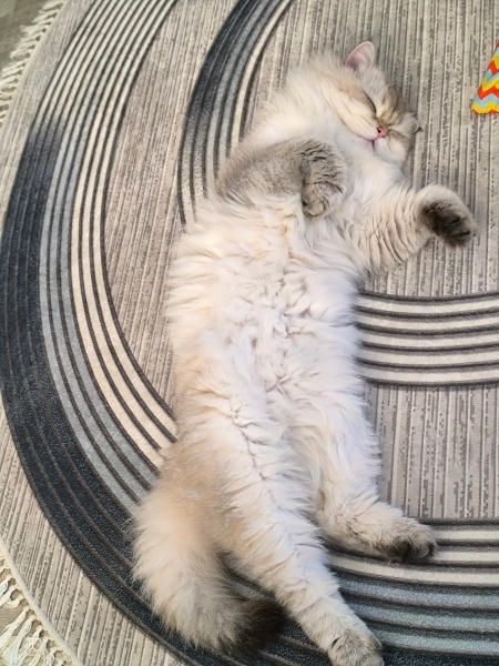 British Longhair, Kedi  Leo fotoğrafı