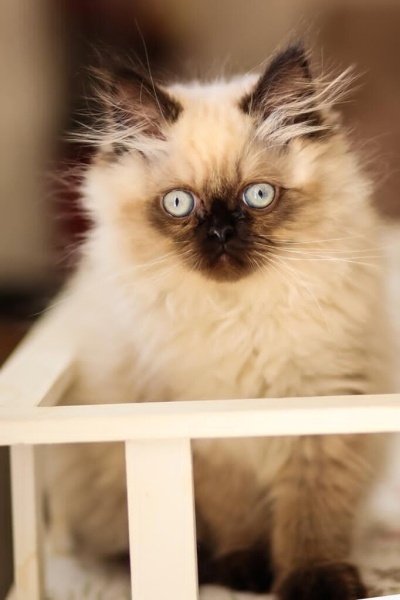 İran Kedisi (Persian), Kedi  Tommy fotoğrafı