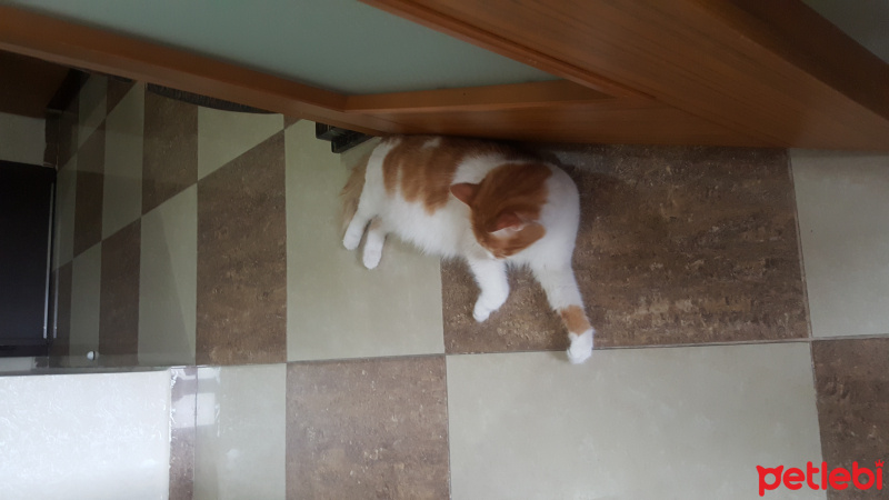 Sarman, Kedi  Miniş fotoğrafı