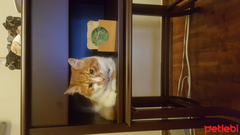 Sarman, Kedi  Miniş fotoğrafı