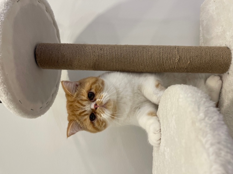 Exotic Shorthair, Kedi  Simon fotoğrafı