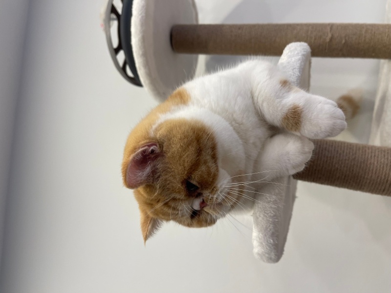 Exotic Shorthair, Kedi  Simon fotoğrafı