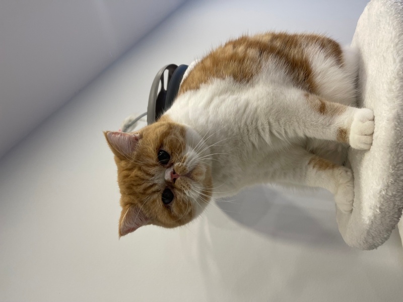 Exotic Shorthair, Kedi  Simon fotoğrafı