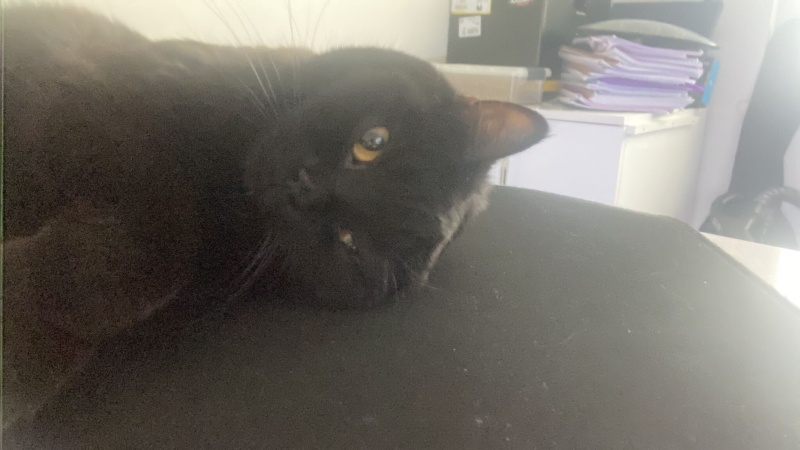 British Shorthair, Kedi  Rıfkı fotoğrafı