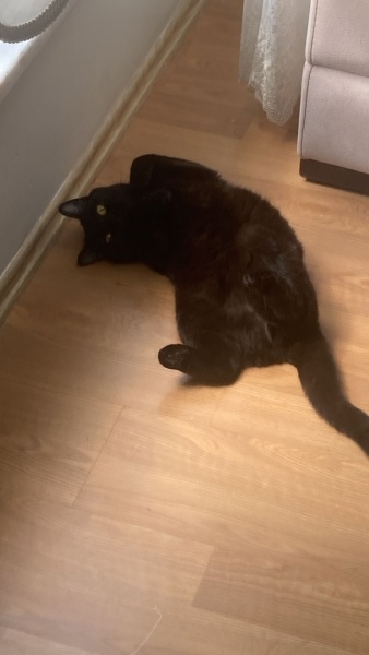 British Shorthair, Kedi  Rıfkı fotoğrafı