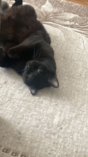 British Shorthair, Kedi  Rıfkı fotoğrafı